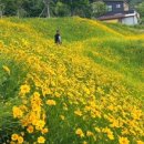 용산호호