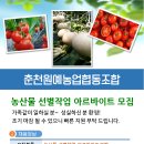 춘천원예농업협동조합 Daum카페