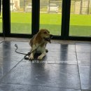 고쳐줄개 | [청주 애견훈련소] 고쳐줄개 3개월 입소 훈련 후기