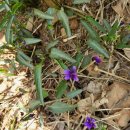 꽃마리어린이집 | 일산 고봉산 초보등산후기 &lt;feat. 야생화&gt;(220426)