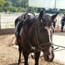 엘리트 승마스쿨 이미지