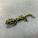 얼룩이농장 이미지