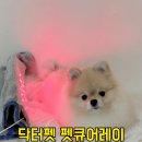 레이펫 | 닥터펫 펫큐어레이 두달 사용후기 / 강아지 슬개골관리
