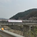 개화2리마을회관 | 마지막 벚꽃 서울근교 개화장소 파주 밤고지마을 오산리기도원 20250417 실시간