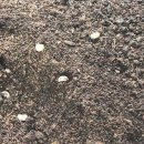 임선영농장 이미지