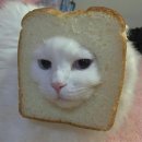 아페시스 Daum카페