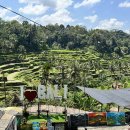 몽키샵 | [발리/우붓] 뜨갈랄랑 논뷰 티스카페, 몽키포레스트, 투키즈 코코넛 샵 방문 후기