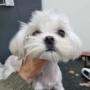 개 이쁜 애견미용샵 이미지