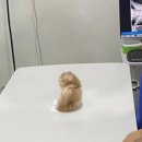 꽃집사 이미지