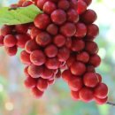 소야농장 이미지