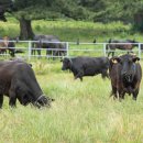 제주 흑우 이미지
