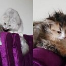 애정그루밍 이미지