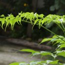 행복나무(Happy 이미지