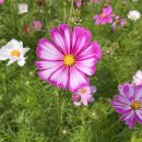 2024년 대구정원박람회 이미지