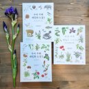 우리 꽃 세밀화 이미지