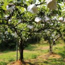 배나무민박 이미지