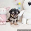 내가품은Dog
