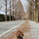 (주)산야초로 | [공지] 전북 진안 애견동반 1박 2일 여행 후기 ｜애견동반 숙소, 카페, 산책명소