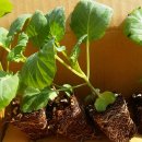 봄농사 시작 - 양배추, 브로콜리 모종 옮겨 심기 이미지