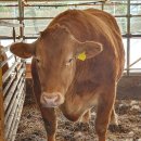 삼성한우농장 이미지