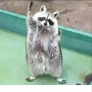 너구리PC방 이미지