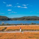 용인조정경기장 | 용인 조정경기장 기흥 호수공원 황화코스모스 가을여행 가볼만한곳