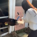 꿀등목장 | 제주 동쪽 가볼만한곳 우유체험 가능한 제주 아침미소목장 방문 후기