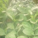 상순농장 이미지