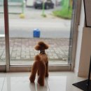 더펫살롱 이미지