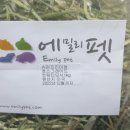 에밀리펫 이미지