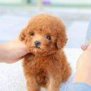 부산강아지분양 디몽 광안리본점 이미지