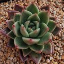 샐리가든 이미지