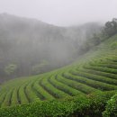 대한다원 이미지