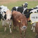 영보목장 네이버블로그