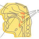 편도선암 예방법 이미지