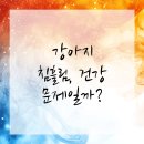 올바른 동물병원 이미지