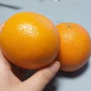 오렌지장 이미지