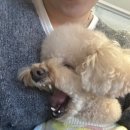 댕댕플래닛 이미지