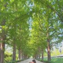 아이들쉼터 | 담양 메타세쿼이아길 아이와 가볼만한 곳｜6살 3살 아이들과 가족여행 후기