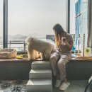 그하루 애견펜션 이미지