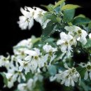 임실덕천리가침박달군락 이미지