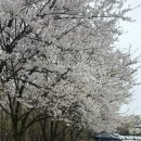 등산로69번길L | [예산/등산] 벚꽃 만개한 수덕사 초보자도 가기 쉬운 덕숭산 등산코스 l 등산시간 l 주차