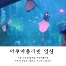 시크릿아쿠아 | 일산 아쿠아플라넷 체험 후기 가오리 먹이주기 관람 & 잉어, 기니피그 피딩 체험 (ft. 벌꿀오소리)