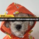 [유앤댕]장마철 대비 데이지우비 강아지 간식 캥거루꼬리 후기