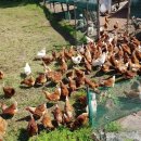 정하농장 이미지