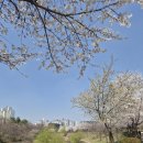 (주)신동 | 수원 벚꽃 명소 : 신동카페거리 벚꽃길 : 2026.04.02 개화상태 후기