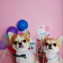 나나애견미용 이미지