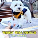 카앤코 | 강아지 하네스 자동리드줄 추천 펫줄앤코 산책 필수 용품