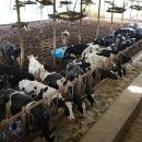 늘찬목장 이미지