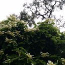 라일락부동산공인중개사사무소 이미지